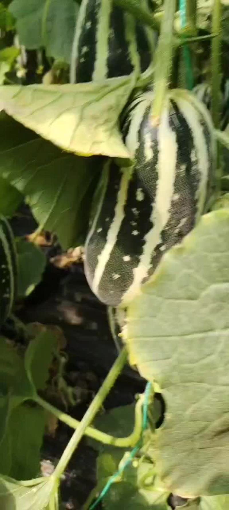 博洋9甜瓜