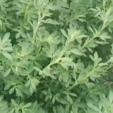苜蓿出售