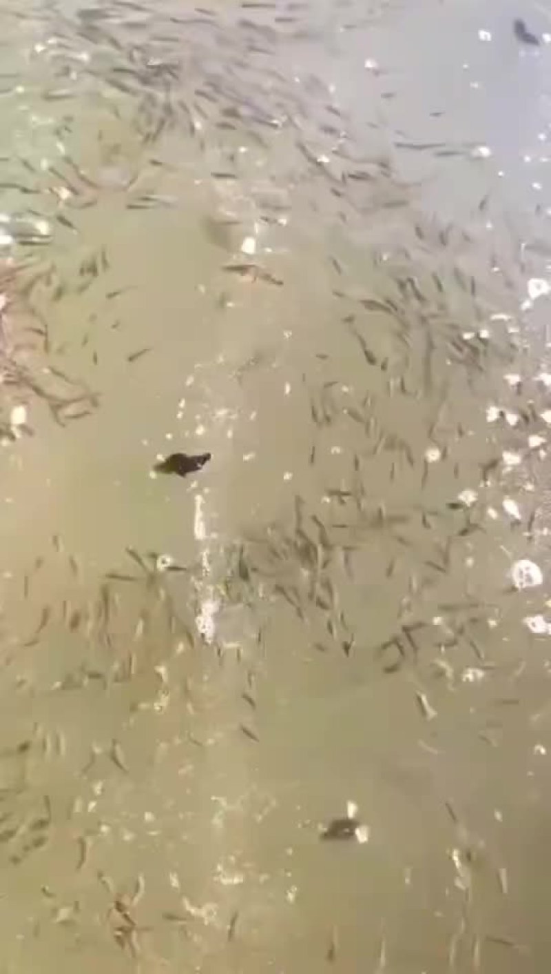 （鳜鱼）