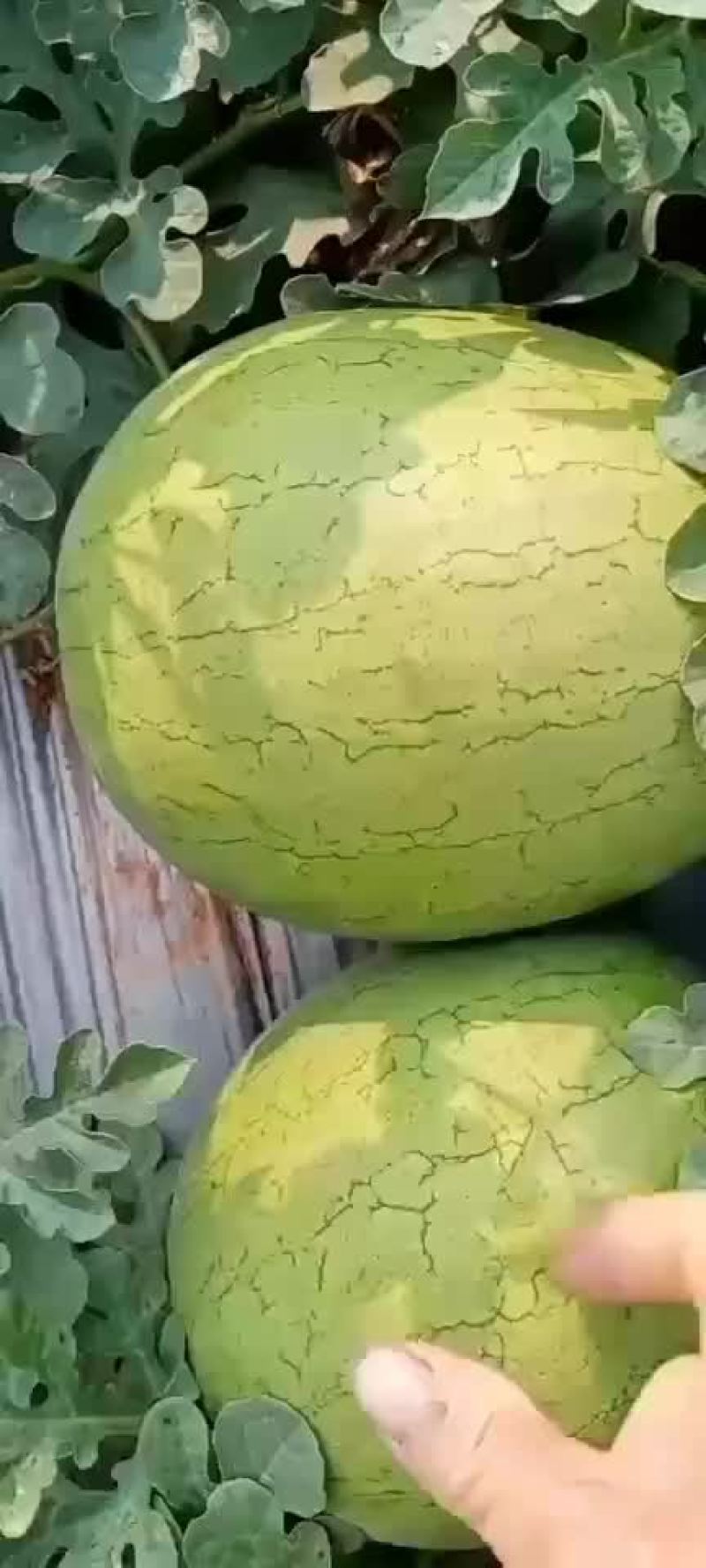 西双版纳西双版纳芒果
