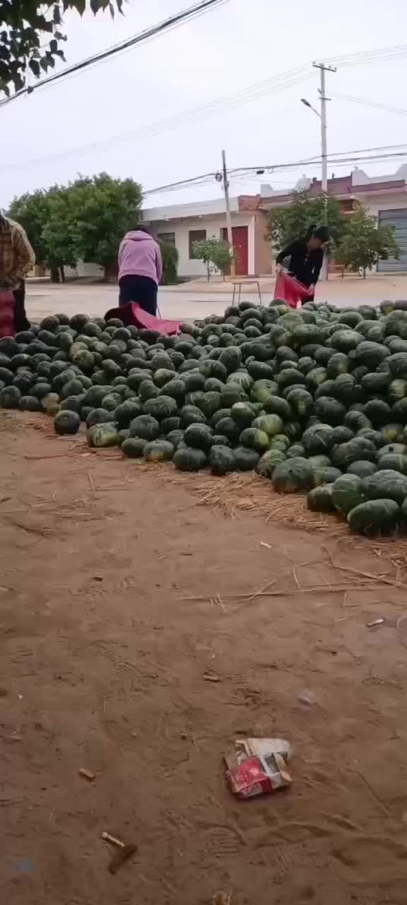 板栗南瓜大量上市需要老板联系