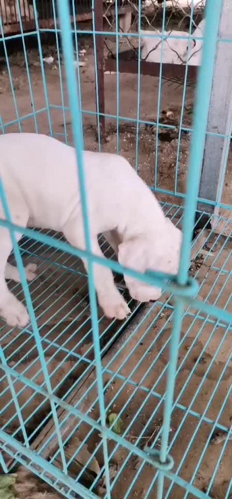 出售：杜高犬幼犬，包健康，包纯种，全国包邮
