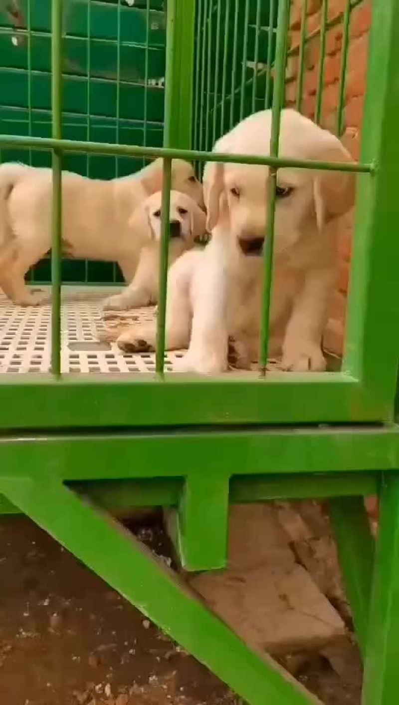 出售：杜高犬幼犬，包健康，包纯种，全国包邮