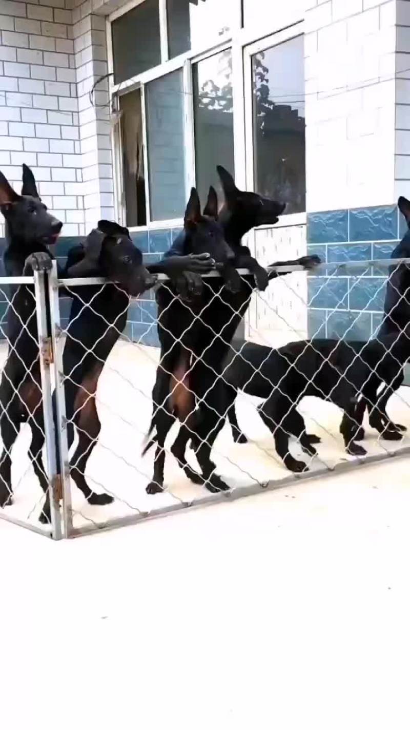 出售：杜高犬幼犬，包健康，包纯种，全国包邮