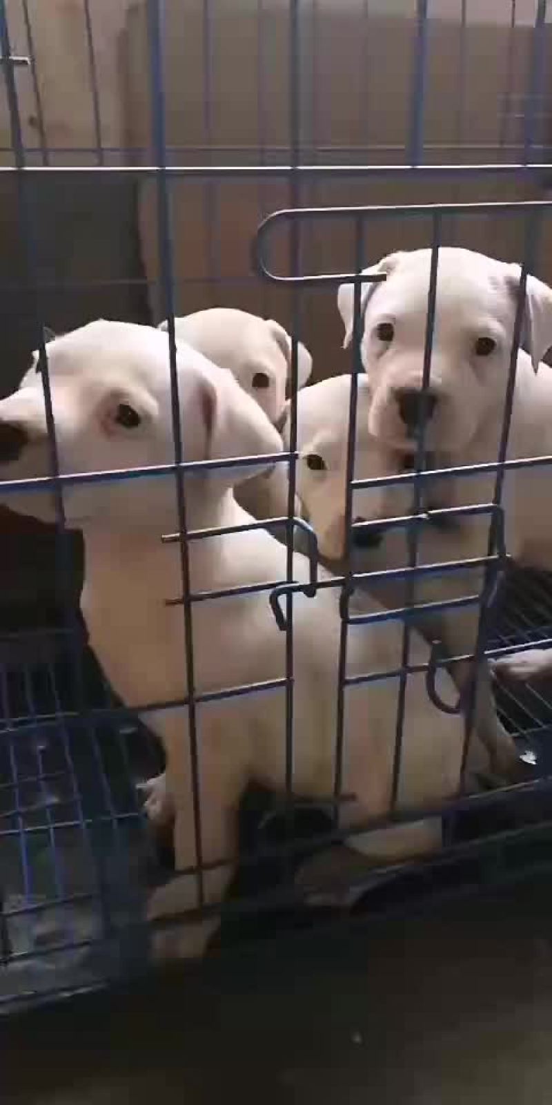 出售：杜高犬幼犬，包健康，包纯种，全国包邮