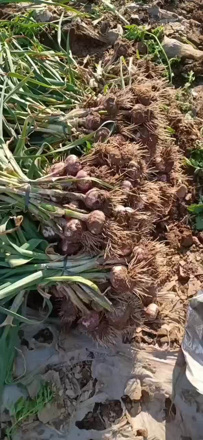 本地大蒜大量上市，价格便宜，个头很大，需要的说话
