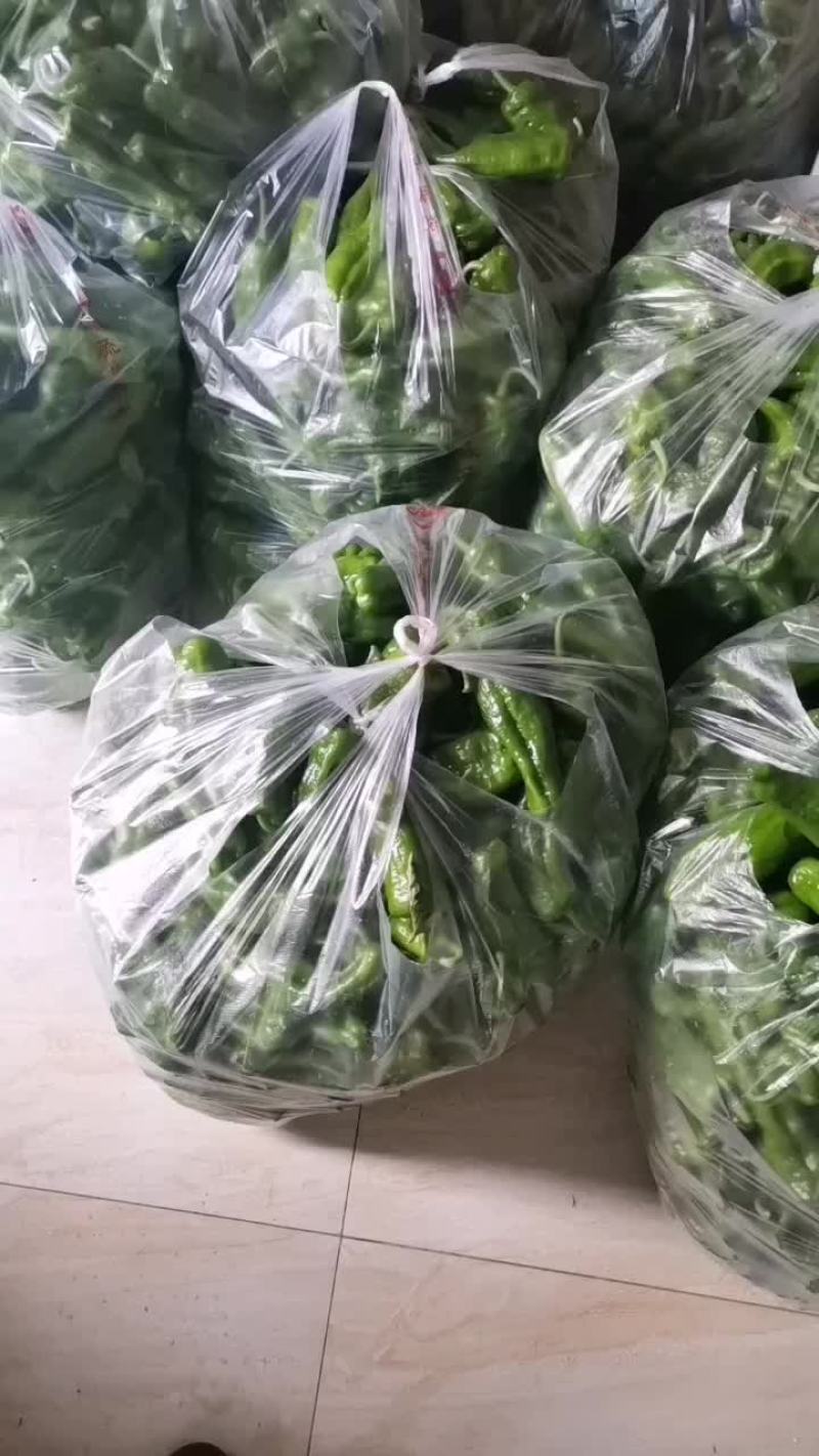萝卜，包菜，辣椒，苦瓜，玉米