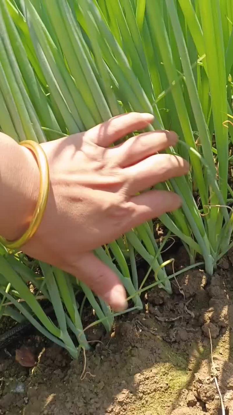 五月十六号，给客户看看葱苗，有需要葱苗的老板抓紧联系