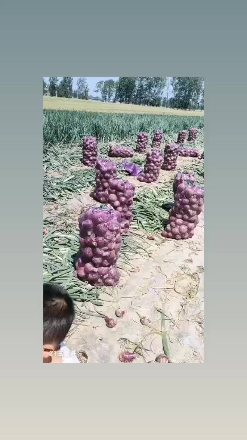 洋葱成熟了选购