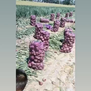 洋葱成熟了选购