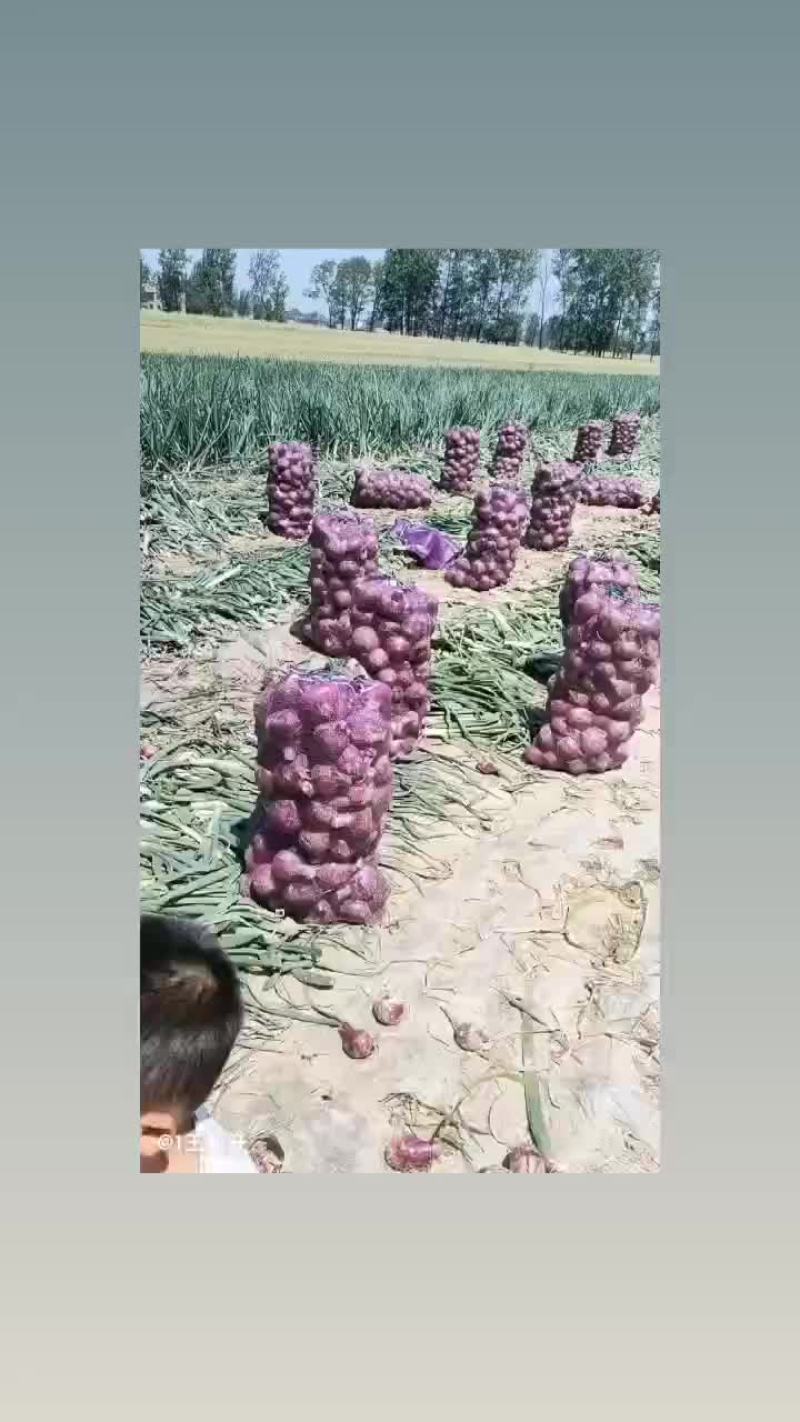 洋葱成熟了选购