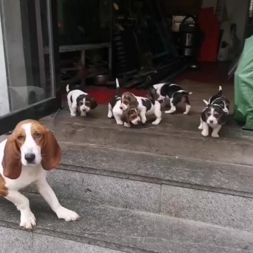 比格犬，疫苗驱虫已做