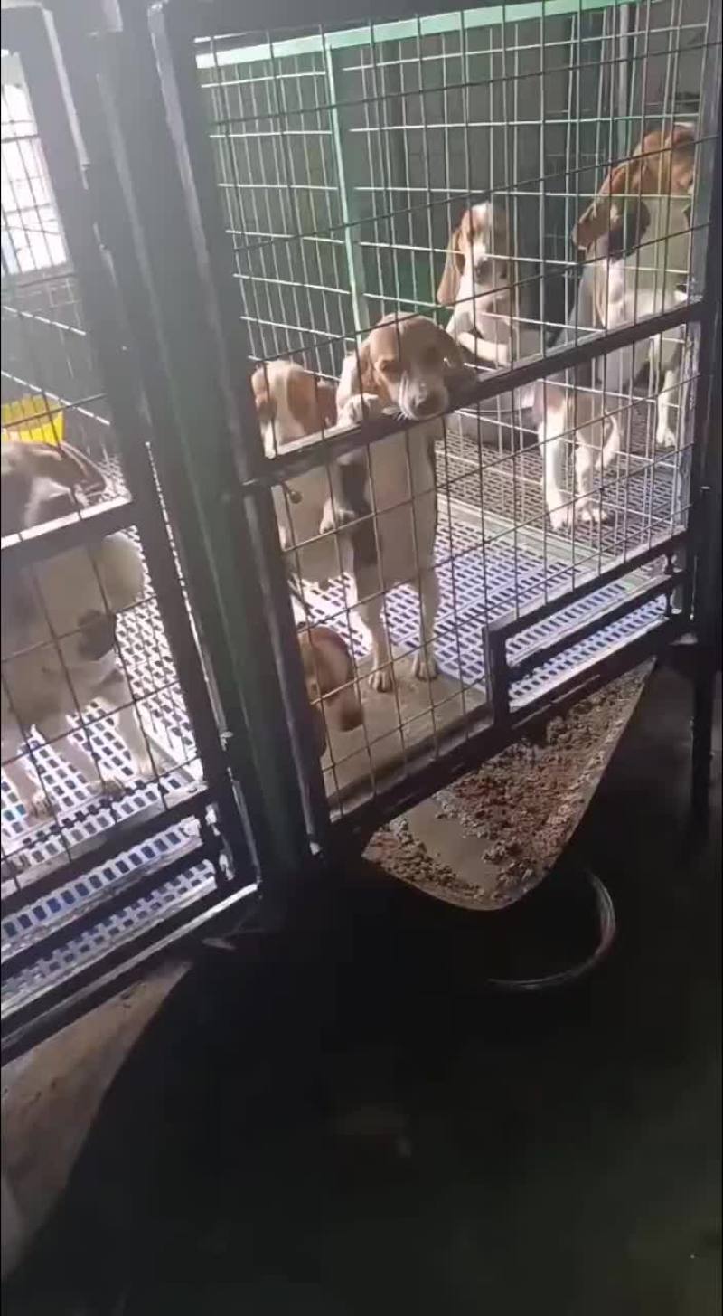 比格犬，疫苗驱虫已做