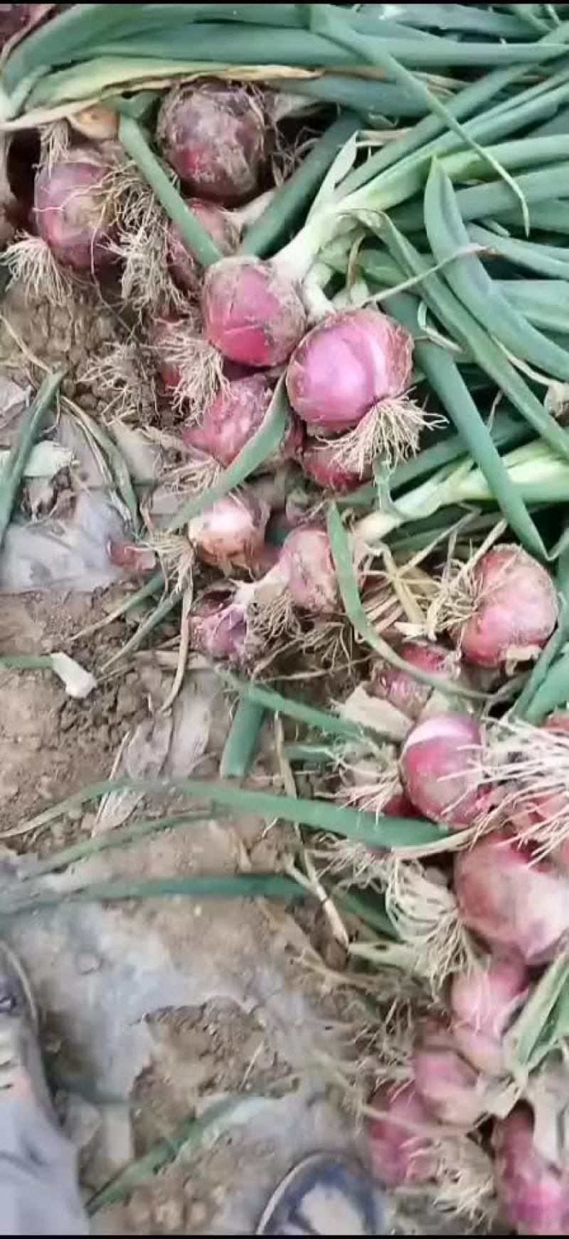 大红洋葱