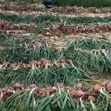 大红洋葱