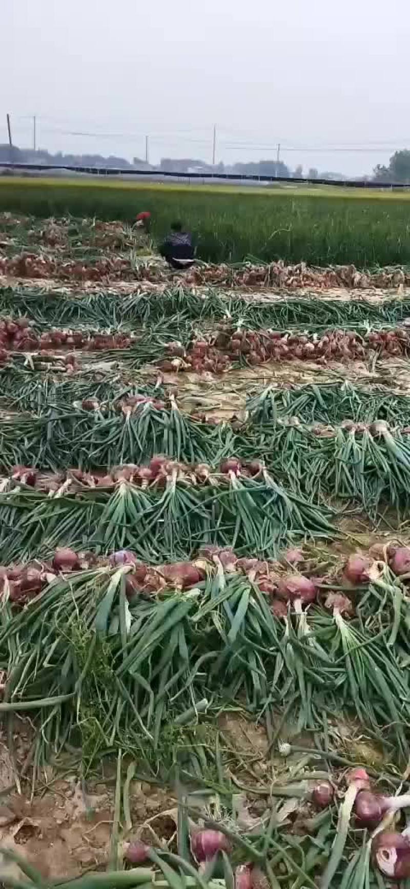 大红洋葱