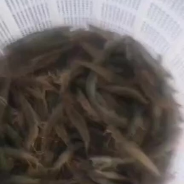 土塘虾对虾