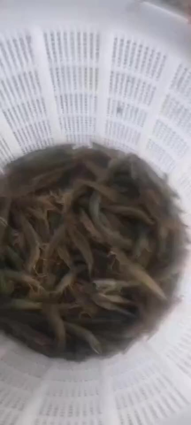 土塘虾对虾