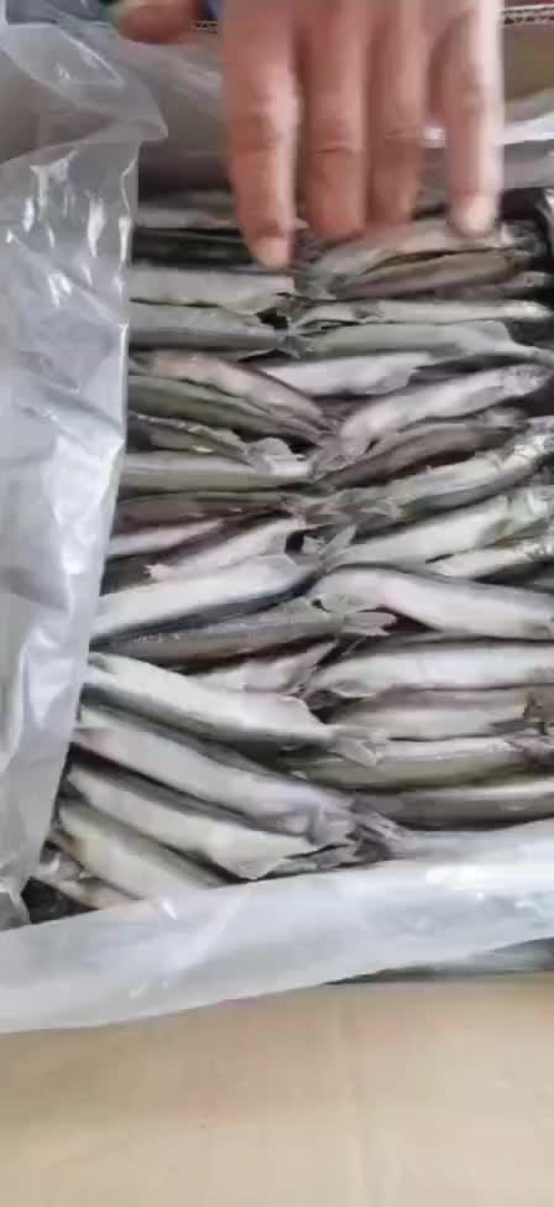 多春鱼