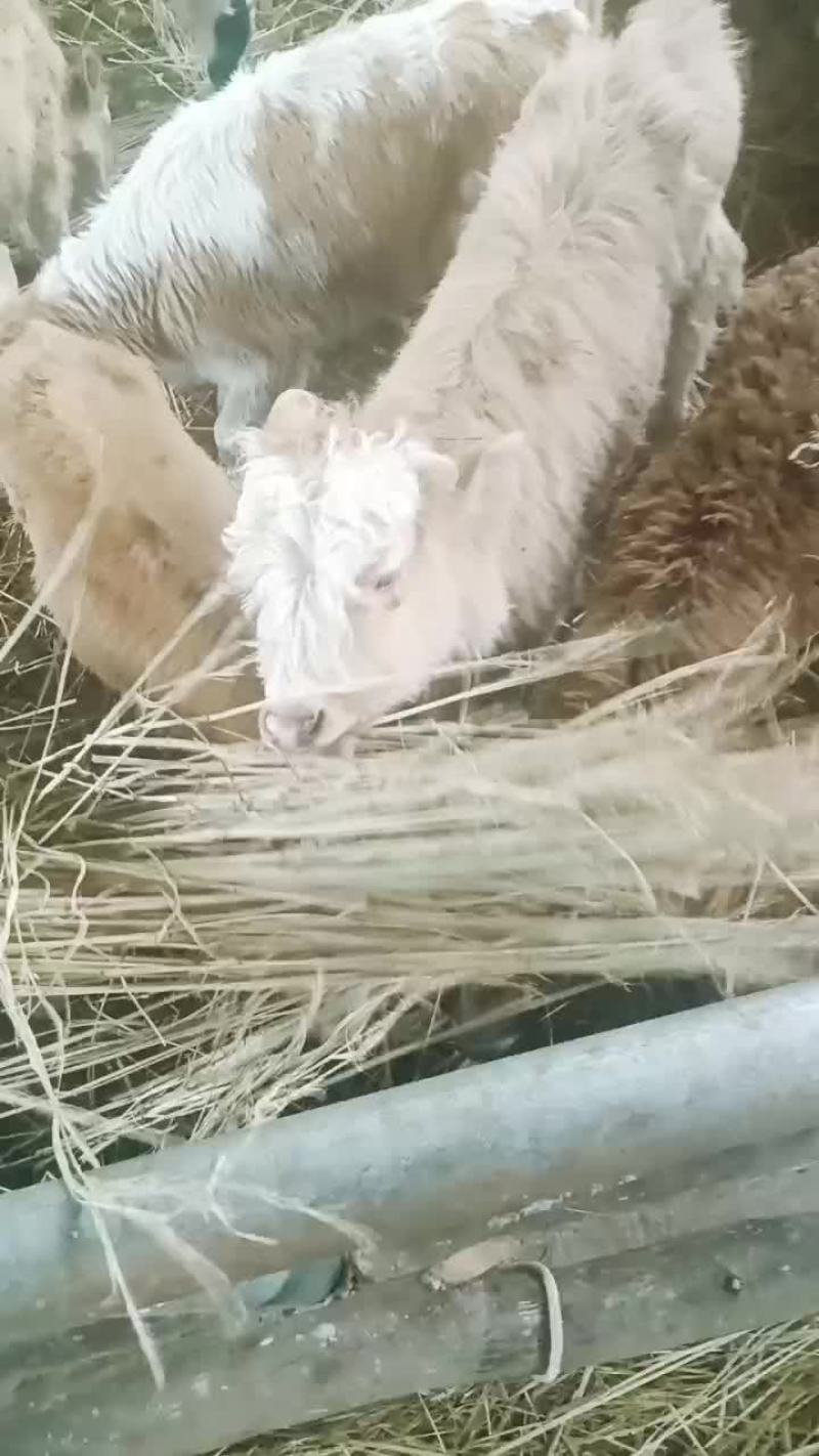 西藏，改良牛