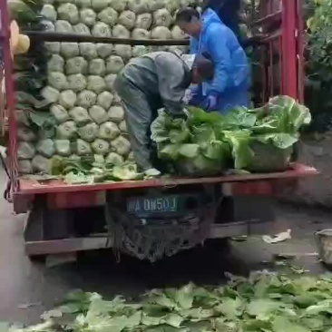 黄心白菜