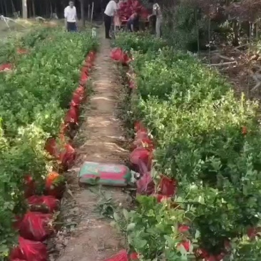 北海道黄杨