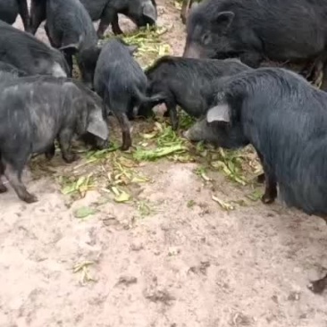 纯野生放养，藏香猪，绿色养殖肉质鲜美，肥而不腻，欢迎订货