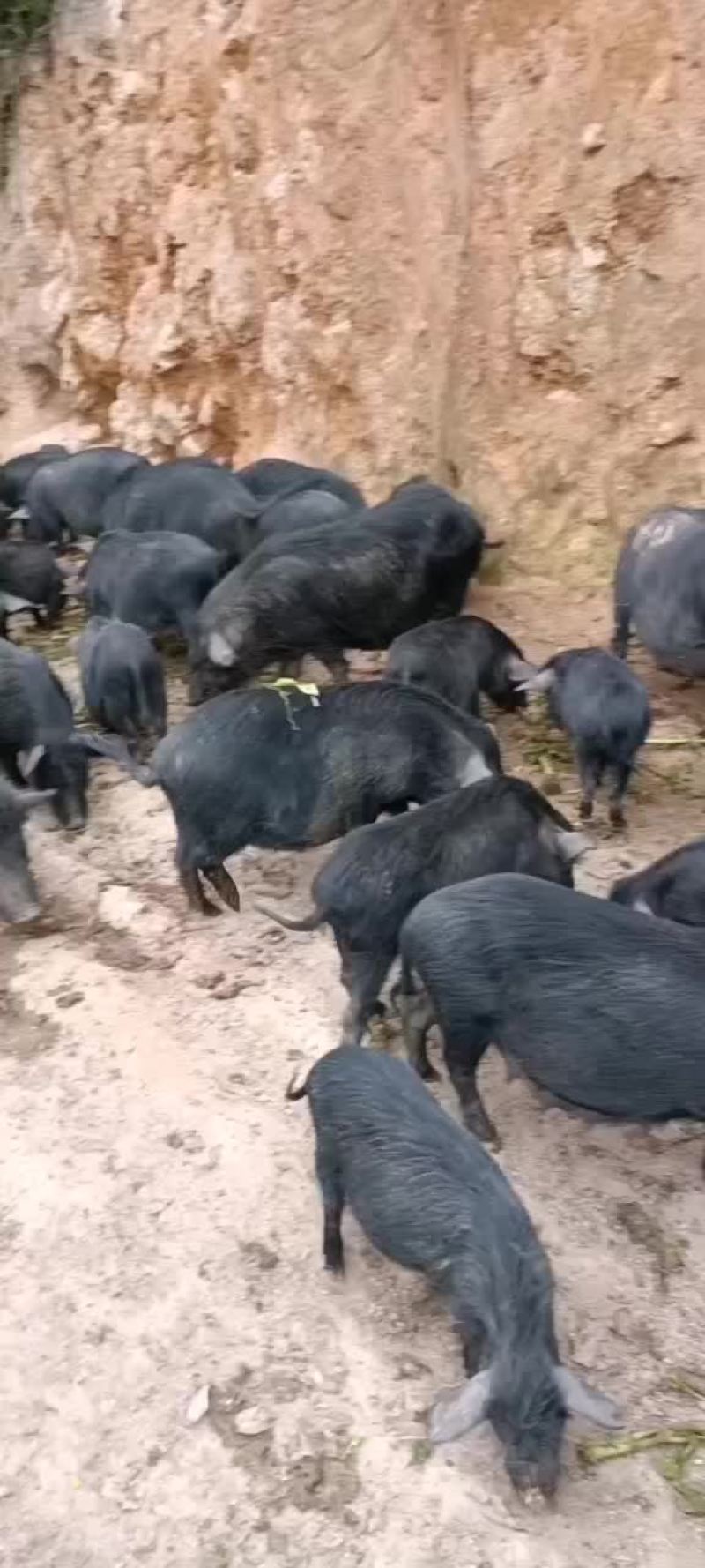 纯野生放养，藏香猪，绿色养殖肉质鲜美，肥而不腻，欢迎订货