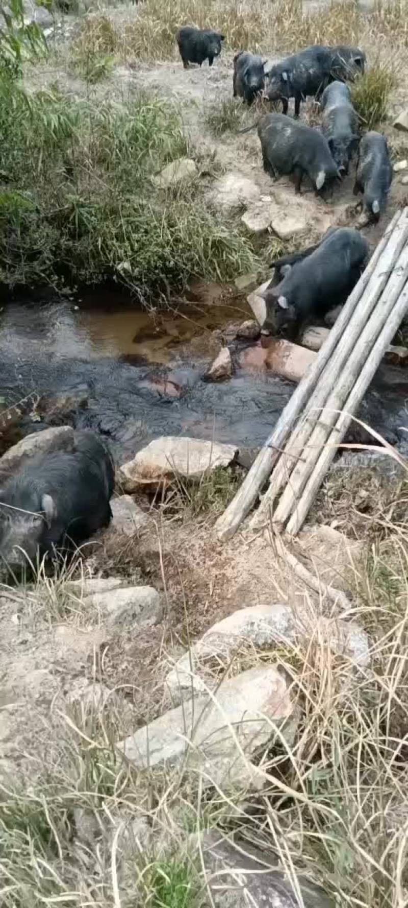 纯野生放养，藏香猪，绿色养殖肉质鲜美，肥而不腻，欢迎订货