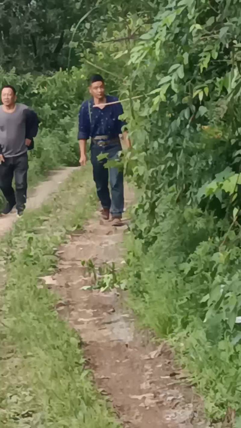 重庆山葵