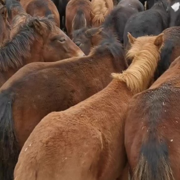 马驹150/200Kg，改良马驹，骑马肉马，品种齐全，