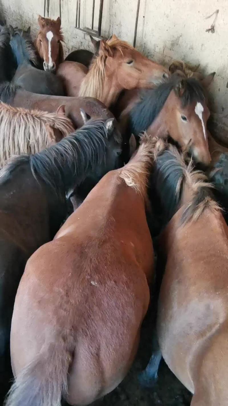 马驹150/200Kg，改良马驹，骑马肉马，品种齐全，