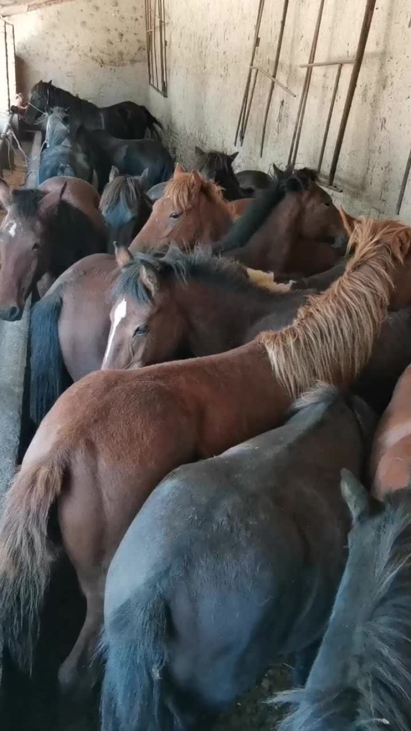 马驹150/200Kg，改良马驹，骑马肉马，品种齐全，
