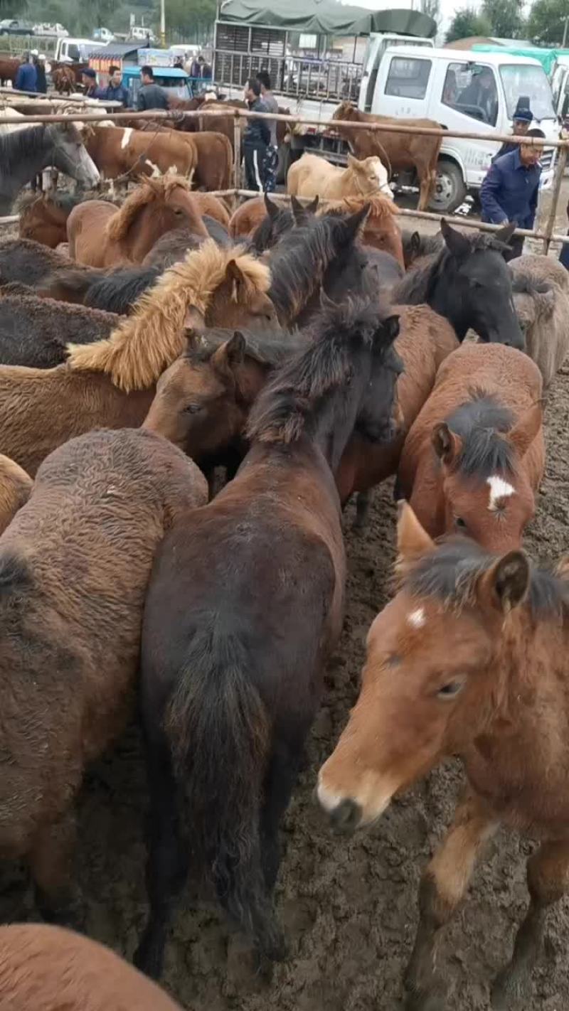 马驹150/200Kg，改良马驹，骑马肉马，品种齐全，