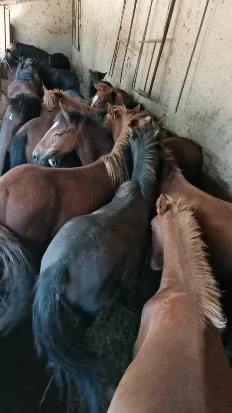 马驹150/200Kg，改良马驹，骑马肉马，品种齐全，