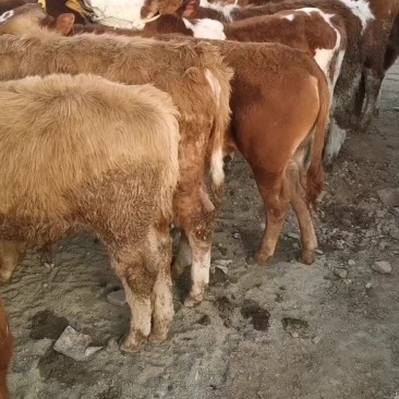牛犊100~200kg，黄牛西门塔尔秦川牛放心选购