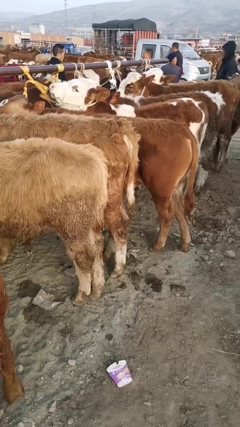 牛犊100~200kg，黄牛西门塔尔秦川牛放心选购