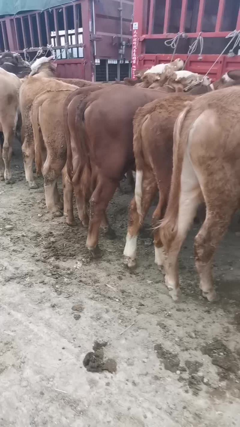 牛犊100~200kg，黄牛西门塔尔秦川牛放心选购