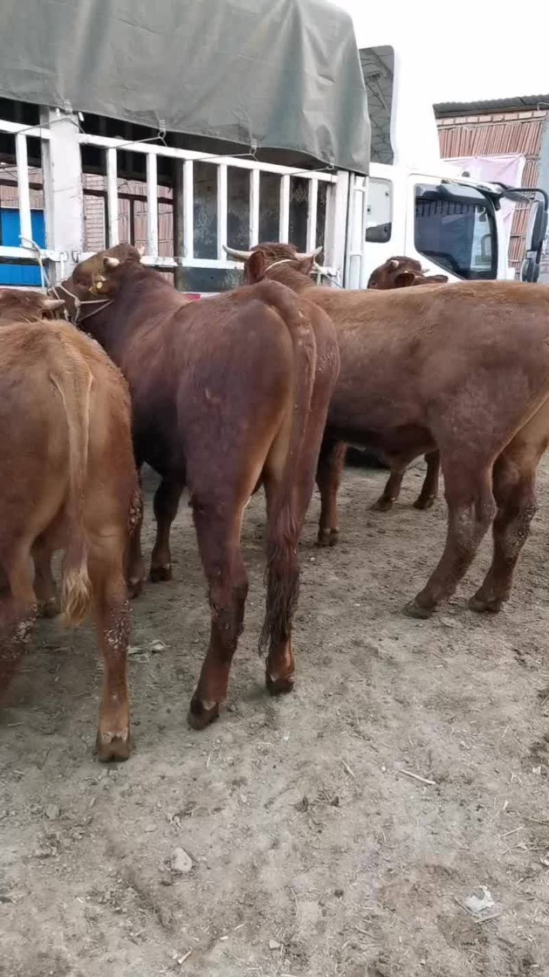 牛犊100~200kg，黄牛西门塔尔秦川牛放心选购