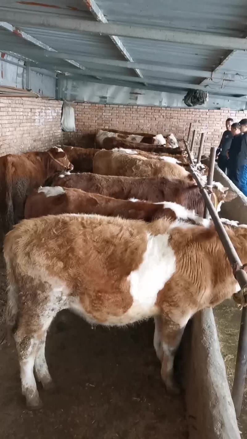 牛犊100~200kg，黄牛西门塔尔秦川牛放心选购