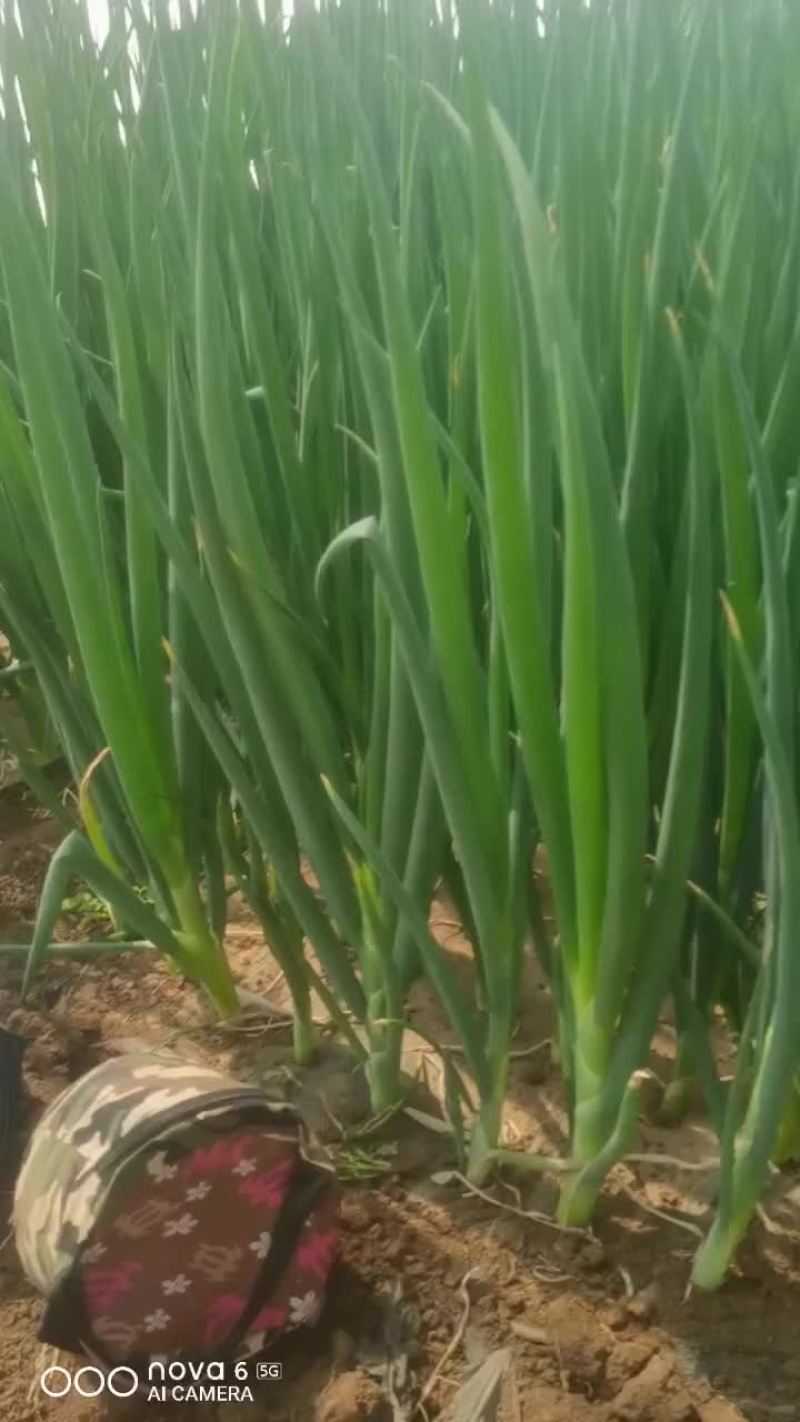 大棚钢葱