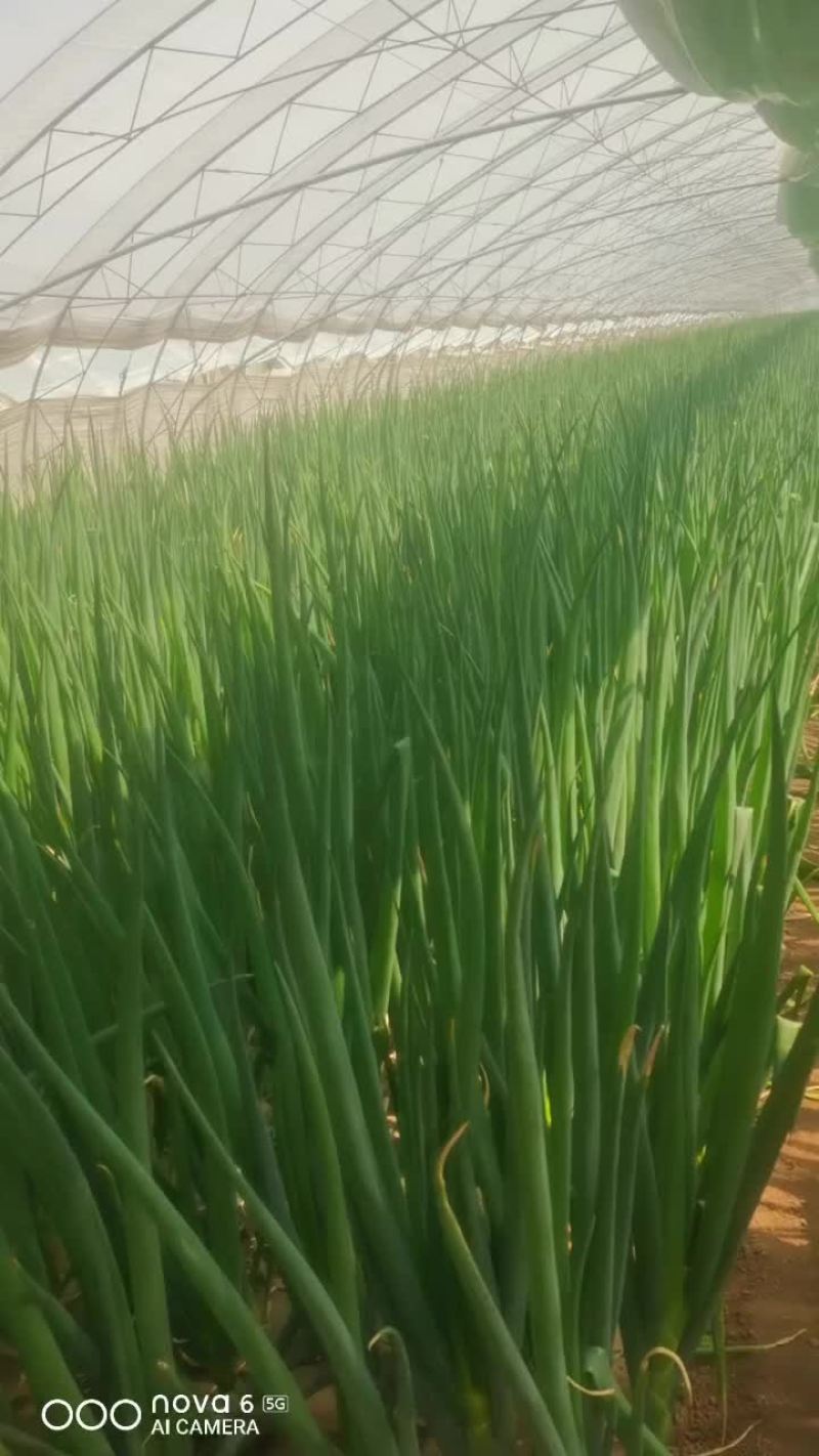 大棚钢葱