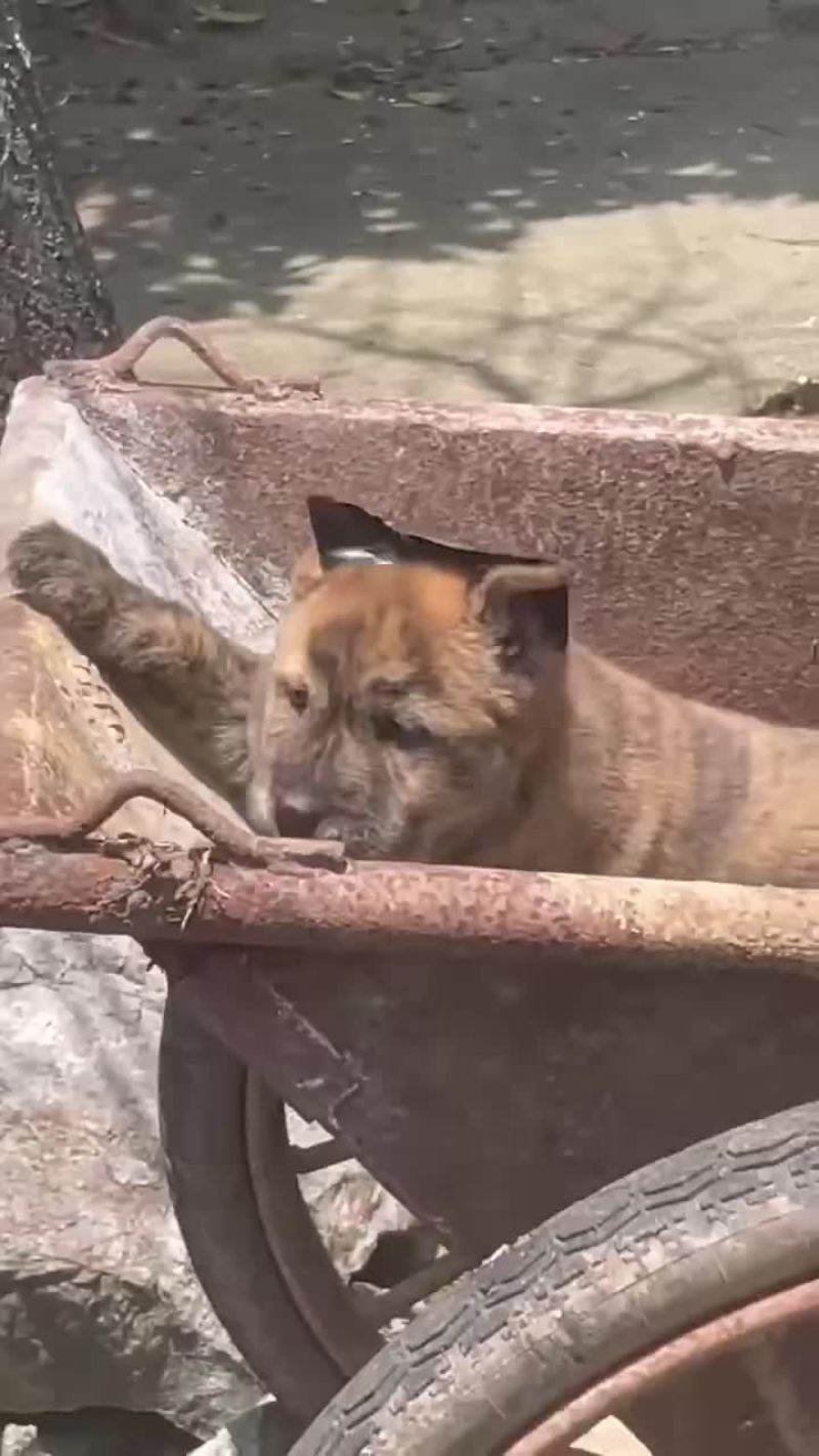 广西土猎虎班犬