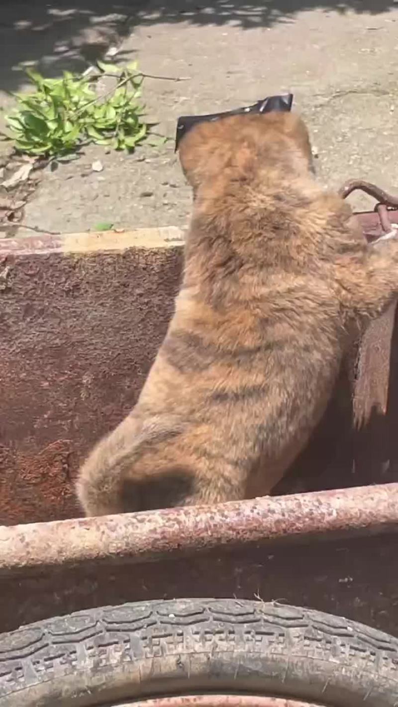 广西土猎虎班犬