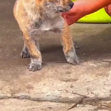 广西土猎虎班犬