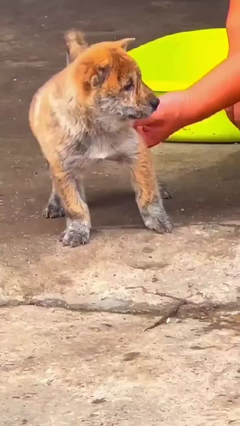 广西土猎虎班犬