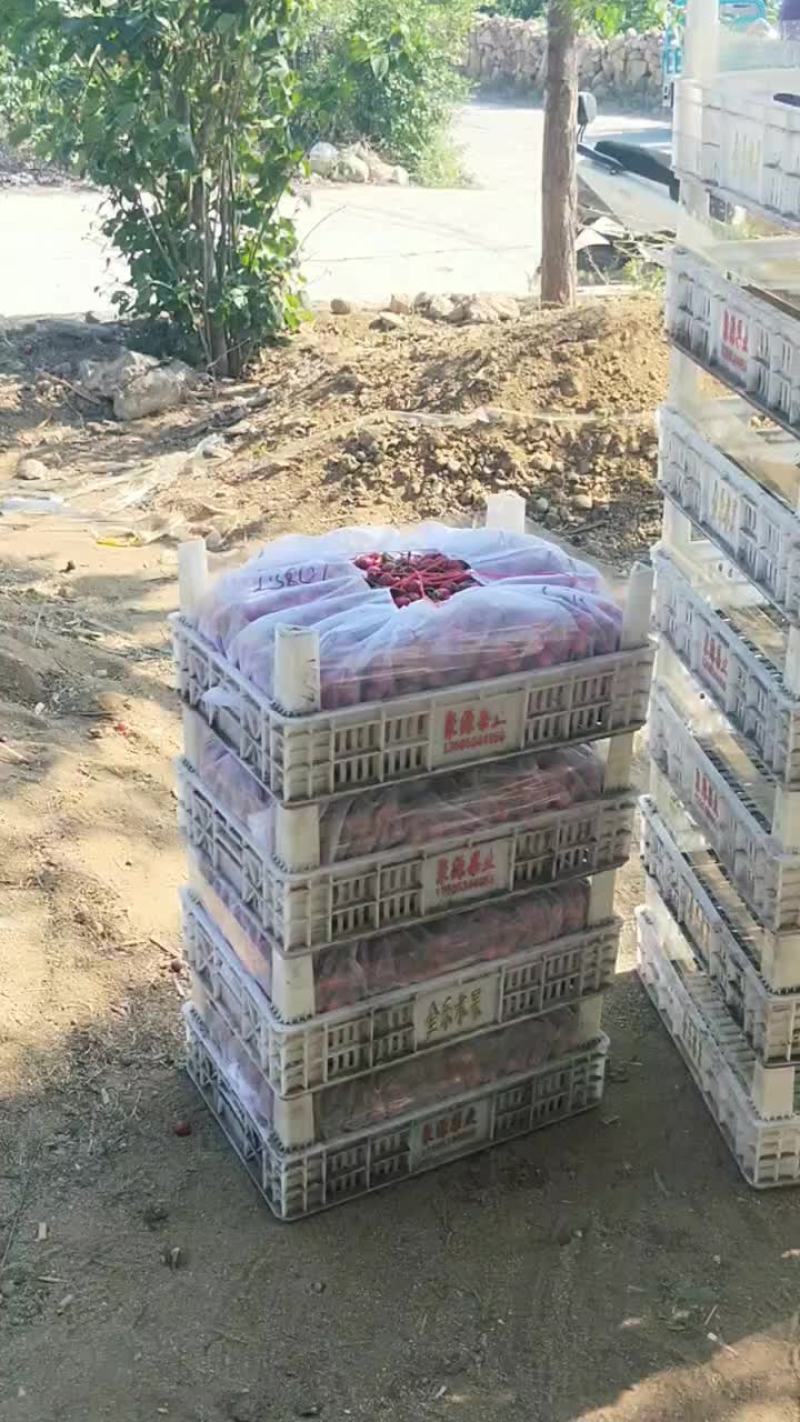 今天个品种樱桃大掉价