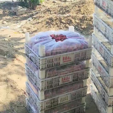 今天个品种樱桃大掉价