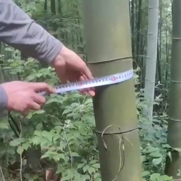 15--16米毛竹