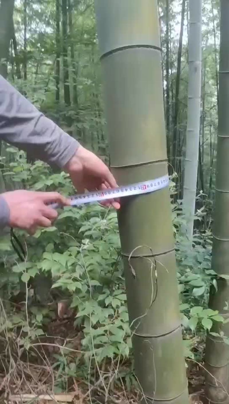 15--16米毛竹